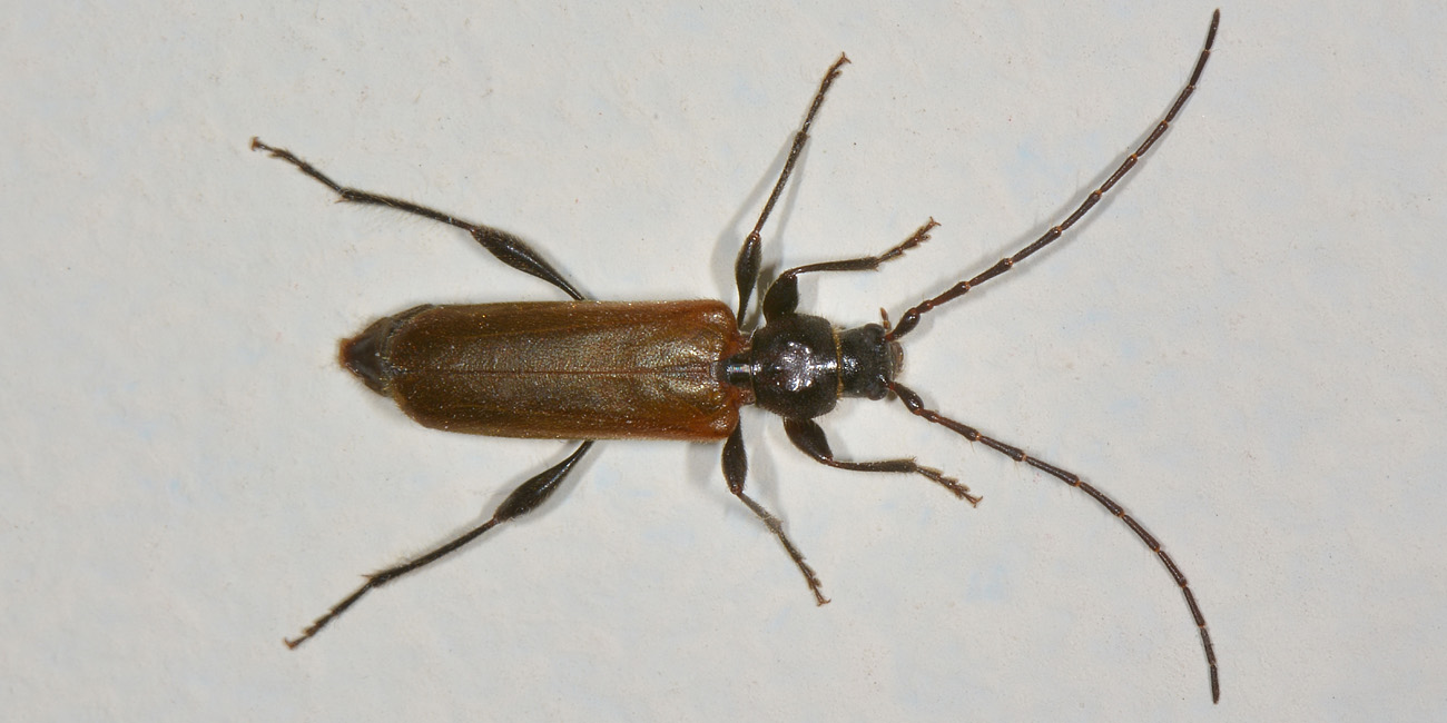 Cerambycidae:   Phymatodes testaceus?  S !